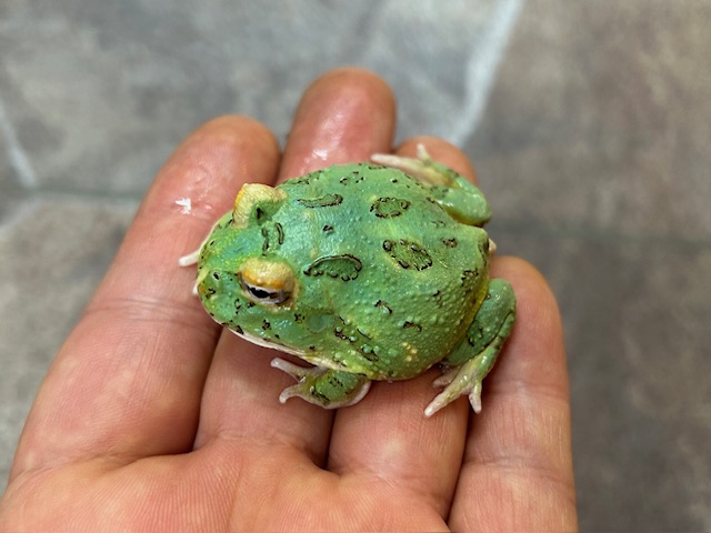 オススメ‼可愛いカエルちゃん🐸✨ ＆ ✨GWセール開催中です✨
