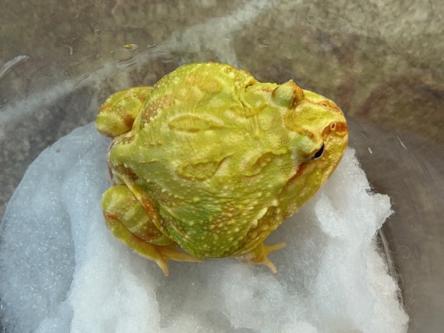 オススメ‼可愛いカエルちゃん🐸✨ ＆ ✨GWセール開催中です✨