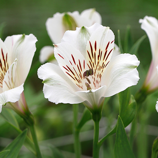 Alstroemeria - 8 Bunches White - $83.50 : Portland Wholesale