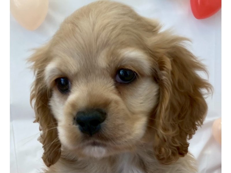 アメリカンコッカー・スパニエル バフ 男の子 子犬販売・詳細 ペット