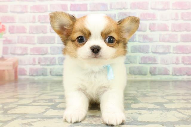 ワンちゃん・ネコちゃん(子犬・子猫)検索結果 | ペットショップCoo＆RIKU