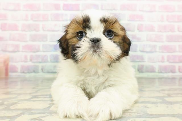 シーズーの子犬一覧｜ペットショップCoo＆RIKU