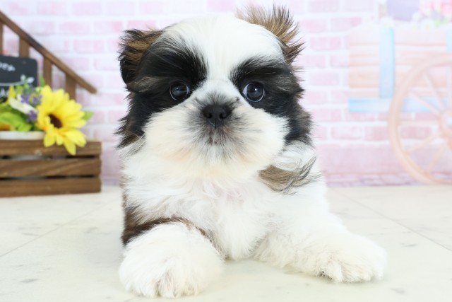 シーズーの子犬一覧｜ペットショップCoo＆RIKU