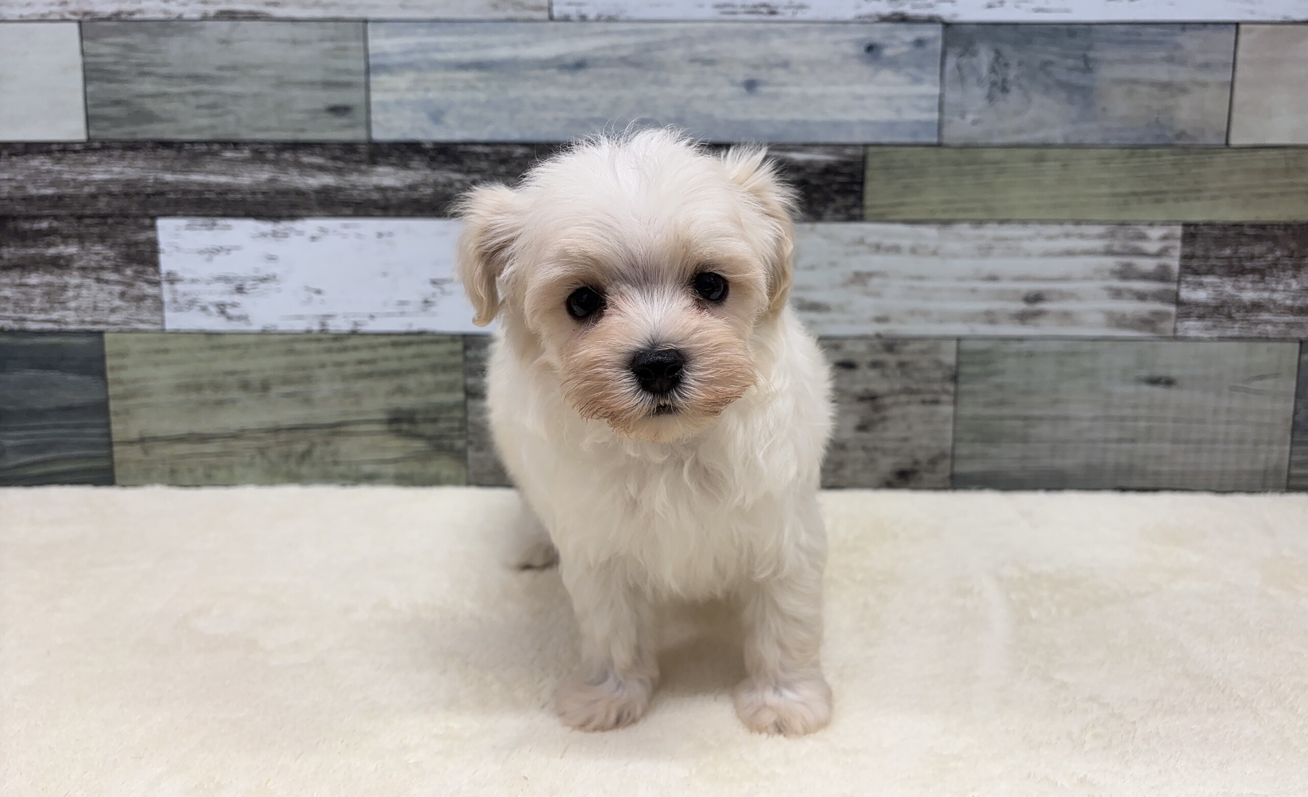 トイプードル×マルチーズ(2026.03.05現在) | わんちゃんの紹介