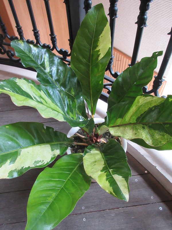 原種系の激レアアンスリウム お値段よりワンランク上のフラワーギフト