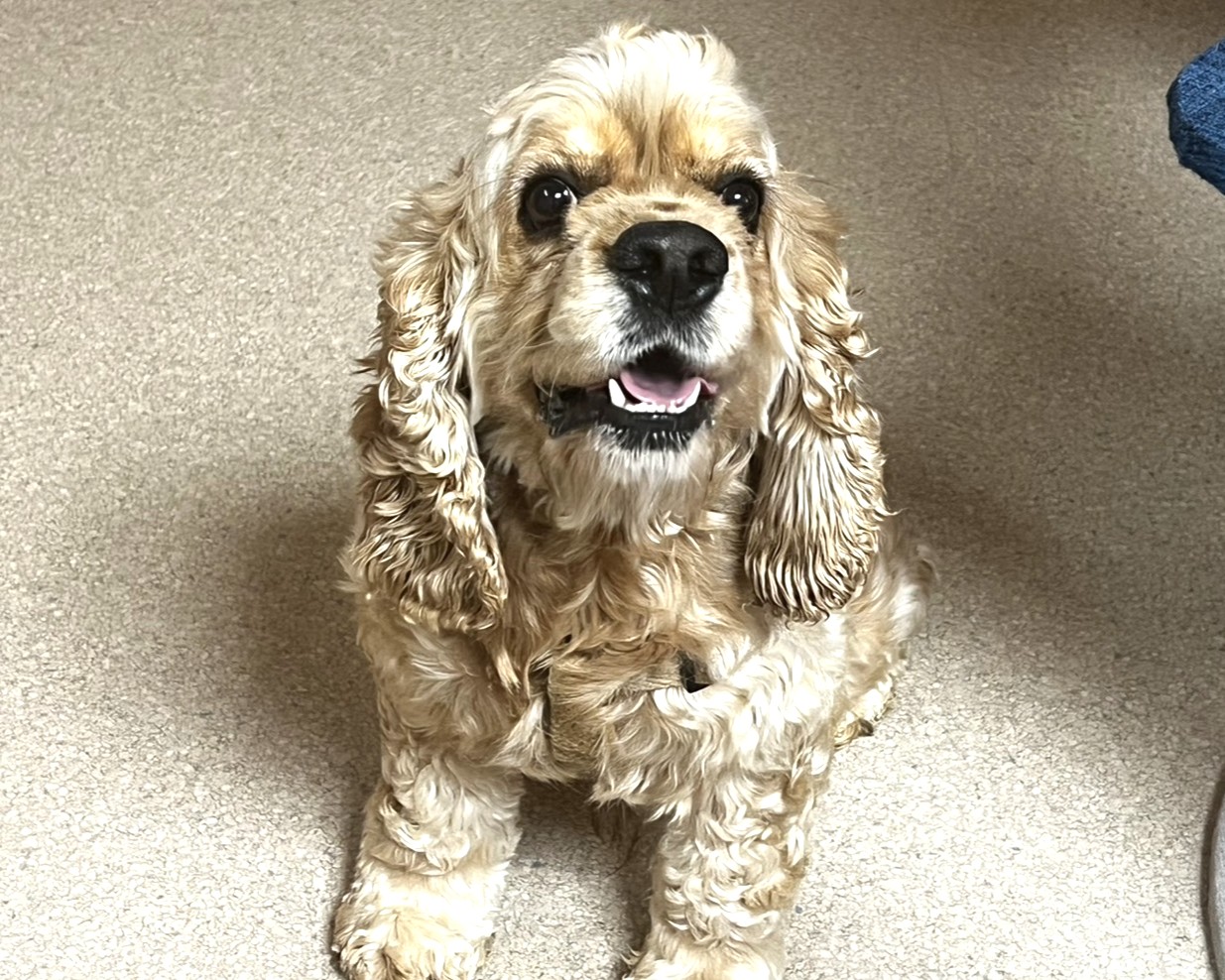 価格の安い♡里親募集♡アメリカン・コッカー・スパニエル♂ チス