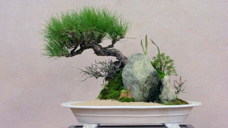 外国からも注目される“bonsai”、老舗「清香園」五代目・山田香織の新作