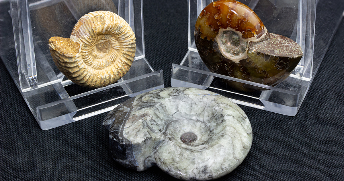 アンモナイト3個セット017｜恐竜・化石グッズの専門店 ふぉっしる