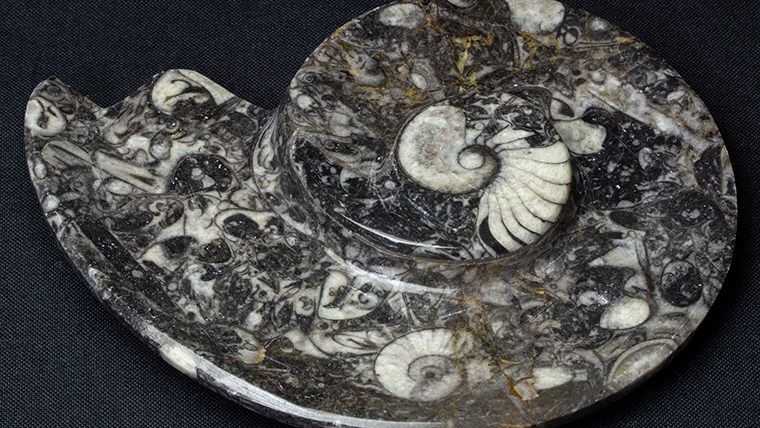 アンモナイト小皿037｜恐竜・化石グッズの専門店 ふぉっしる
