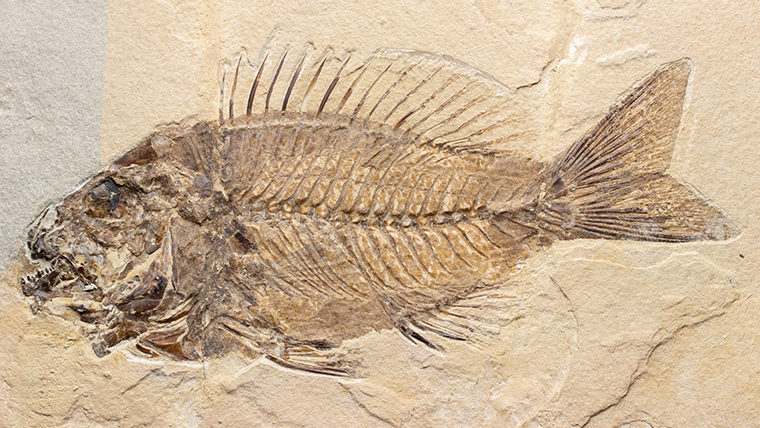 Sparnodus001-1.jpg