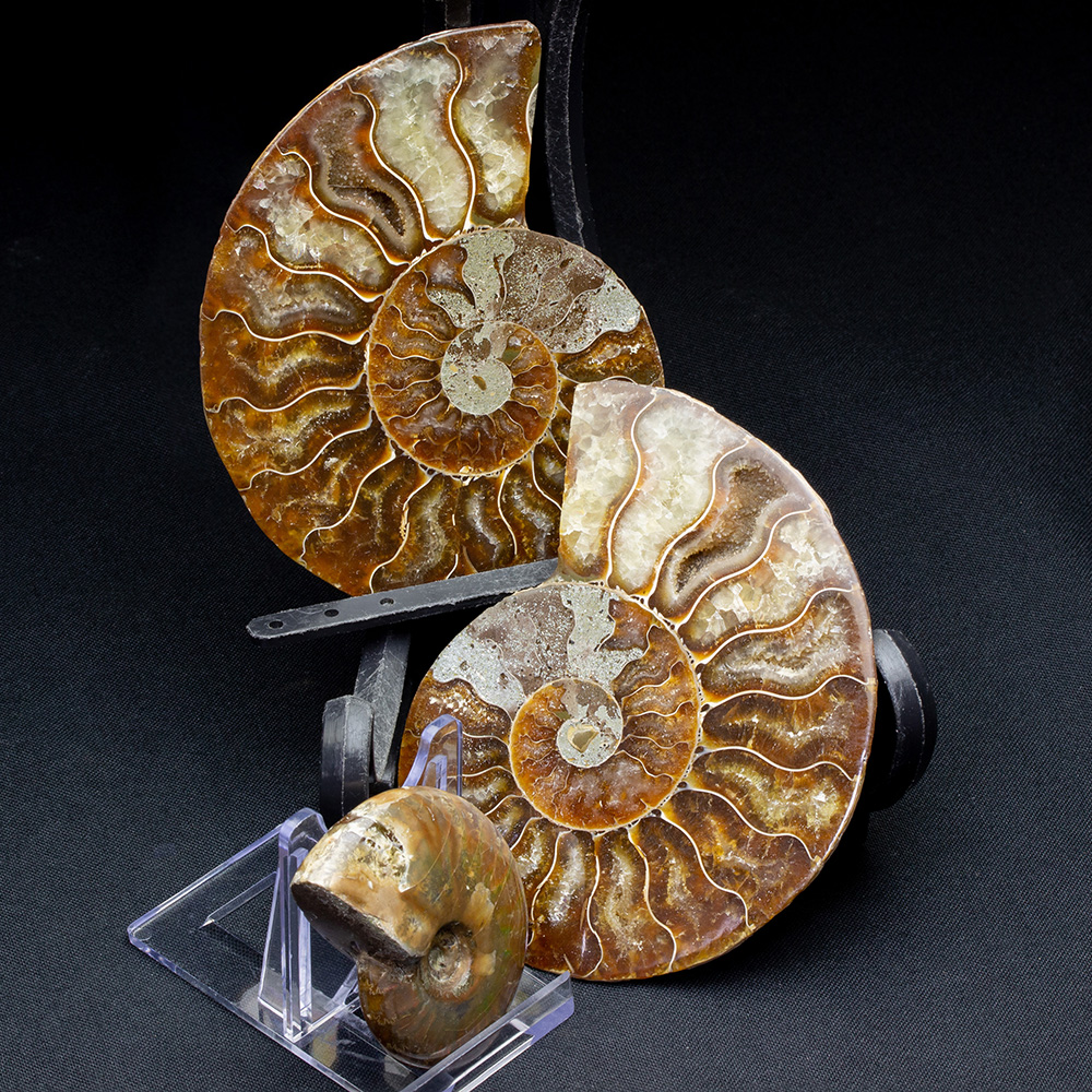 アンモナイトセット001｜恐竜・化石グッズの専門店 ふぉっしる