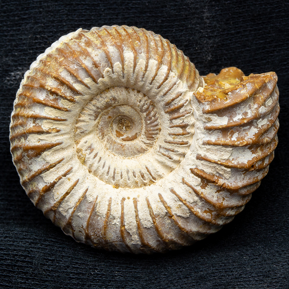 アンモナイト3個セット014｜恐竜・化石グッズの専門店 ふぉっしる