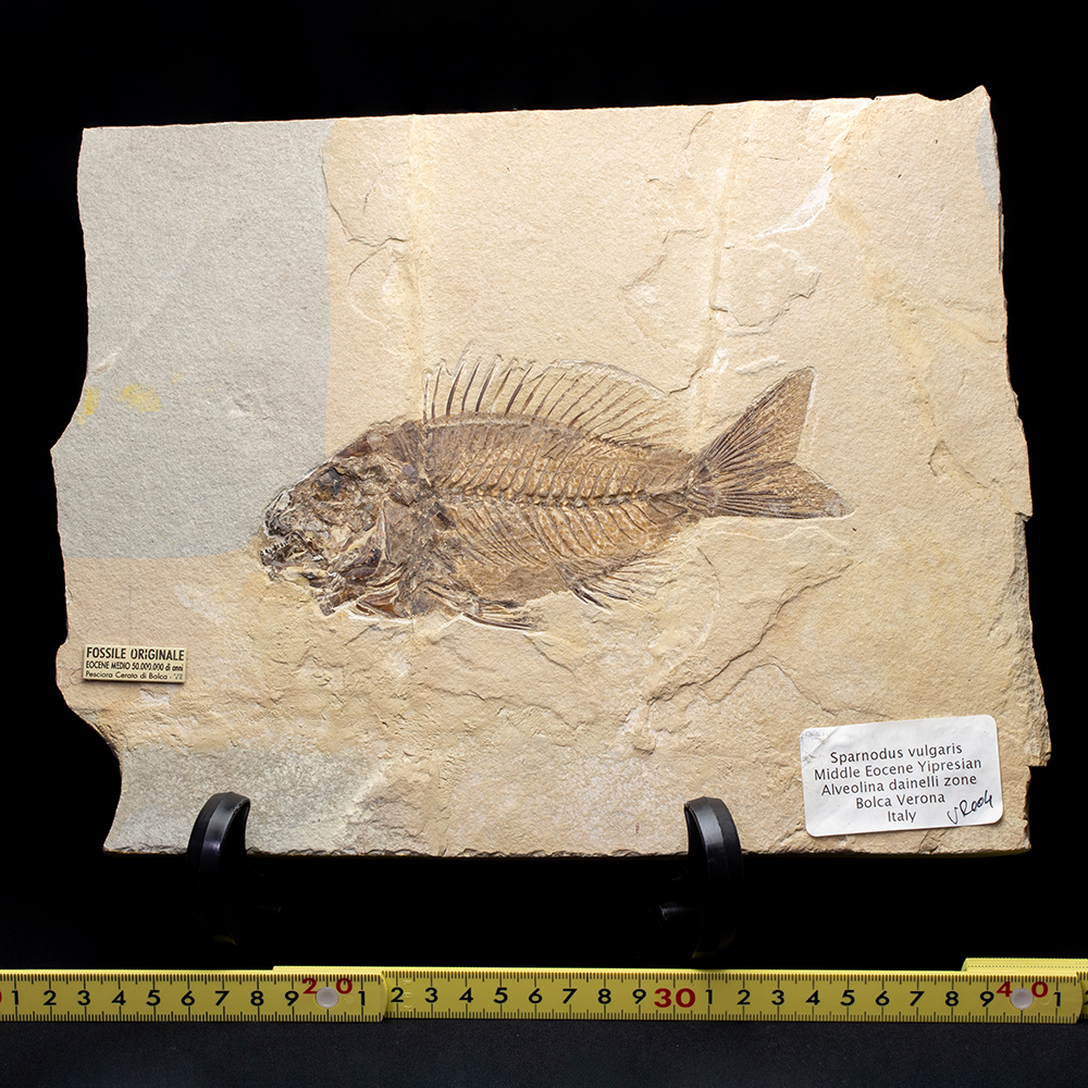 スパルノダス001｜恐竜・化石グッズの専門店 ふぉっしる