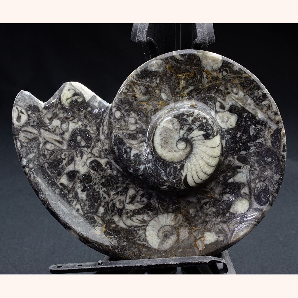 アンモナイト小皿037｜恐竜・化石グッズの専門店 ふぉっしる