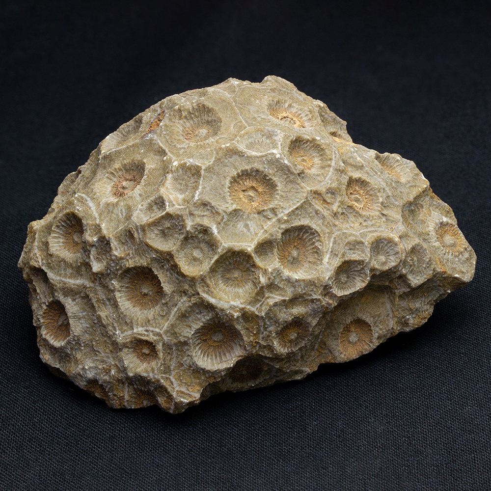 四放サンゴ051｜恐竜・化石グッズの専門店 ふぉっしる