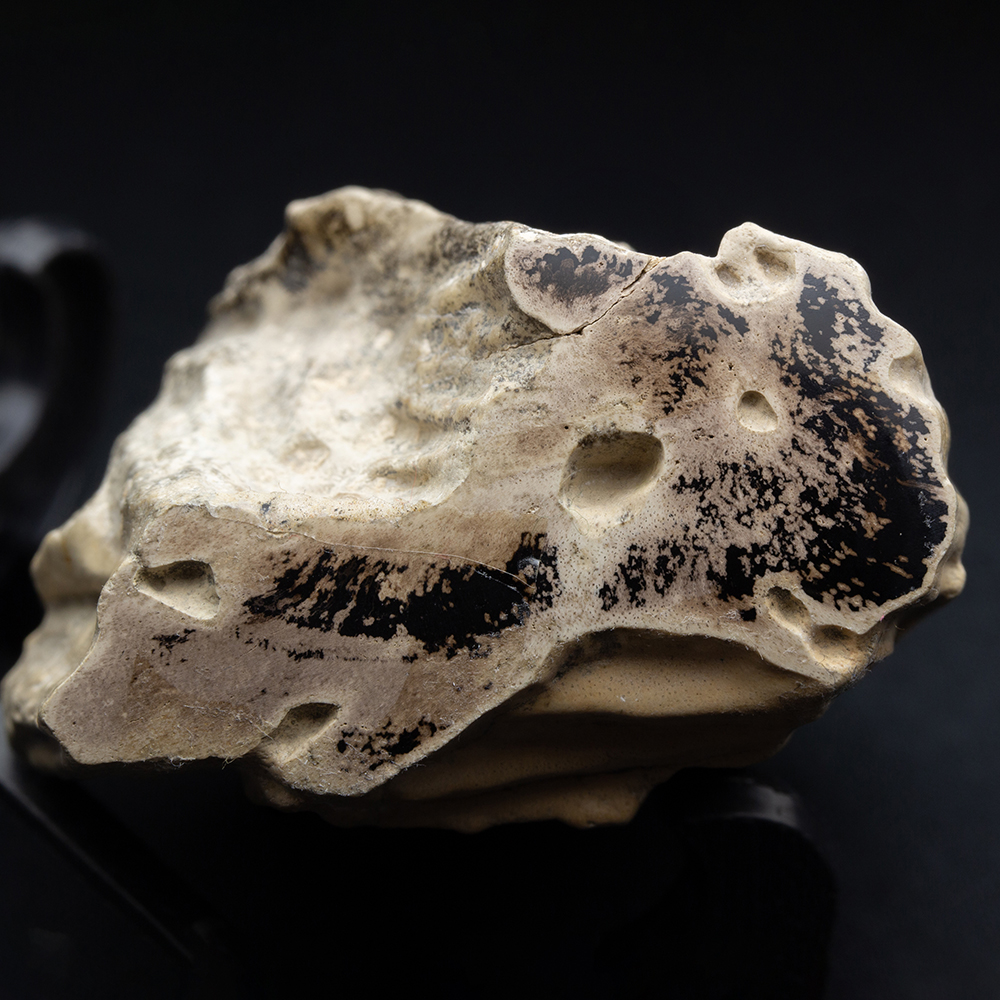 珪化木076｜恐竜・化石グッズの専門店 ふぉっしる