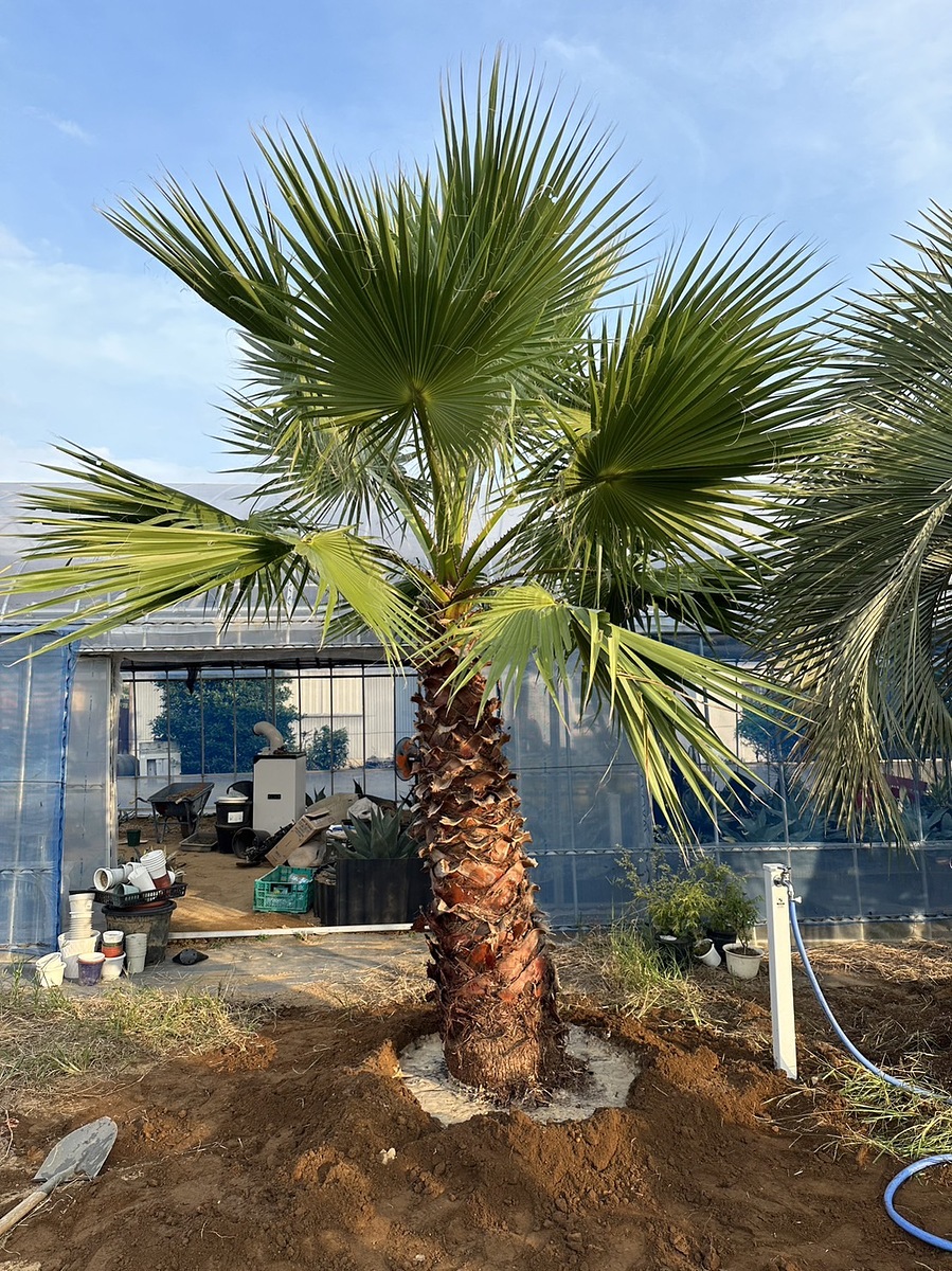 施工事例詳細 | Palmshop1184 |埼玉県深谷市でヤシの木販売