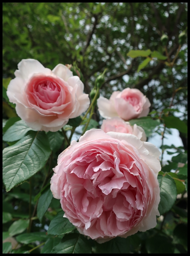 ザ・ウェッジウッドローズ - がめらのかめら - Parchment studio T