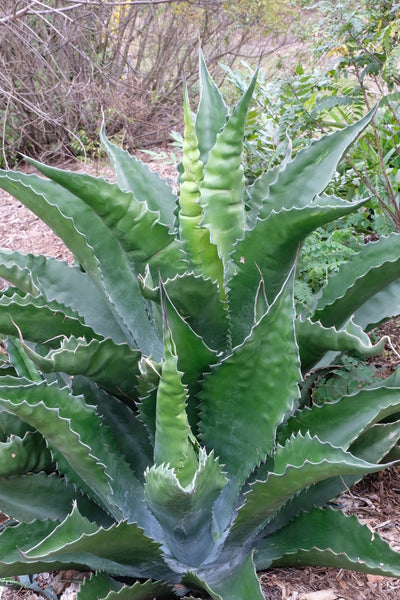 Agave x pseudoferox 'Bellville' | Bellville Hardy Century Plant