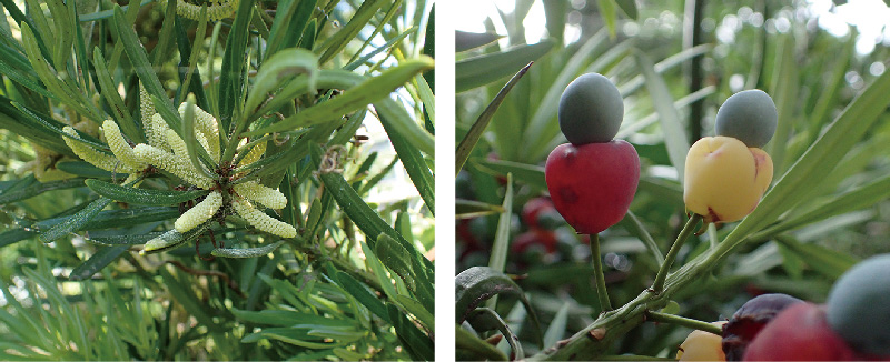 イヌマキ | 熊本大学薬学部薬用植物園 薬草データベース