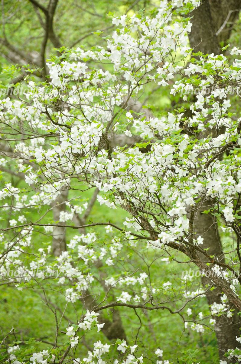 ツツジ科シロヤシオツツジ 写真素材 [3279137] - フォトライブラリー