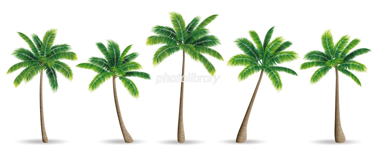 ヤシの木 イラスト素材 [4468669] - フォトライブラリー