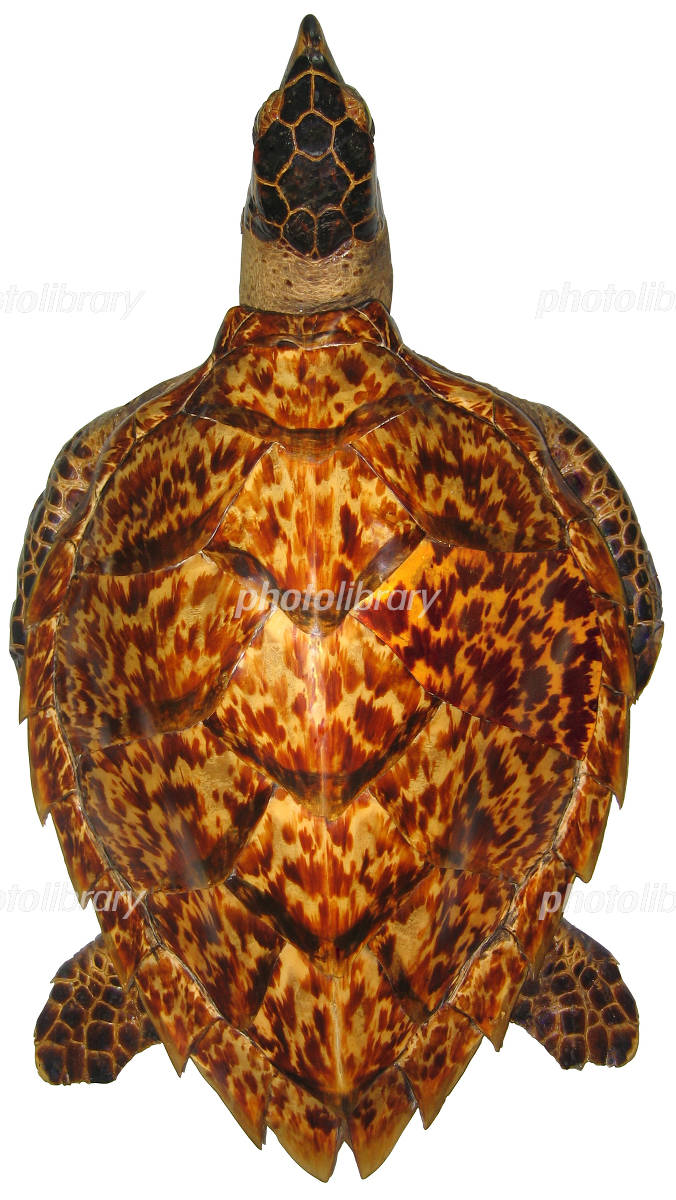 亀のはく製 写真素材 [398951] - フォトライブラリー