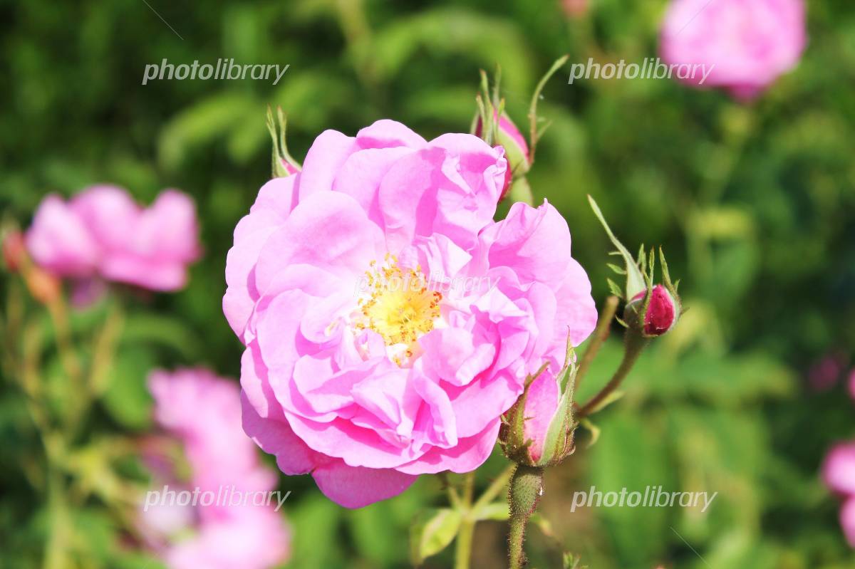 南仏グラースのセンティフォリアローズ 写真素材 [1409550] - フォト