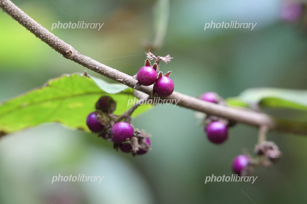 ヤブムラサキの実 写真素材 [4114198] - フォトライブラリー