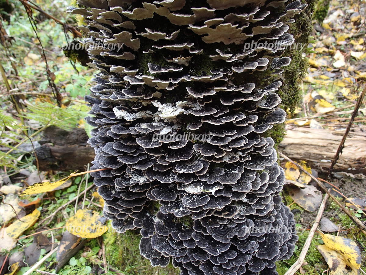 さるのこしかけ 写真素材 [4795436] - フォトライブラリー