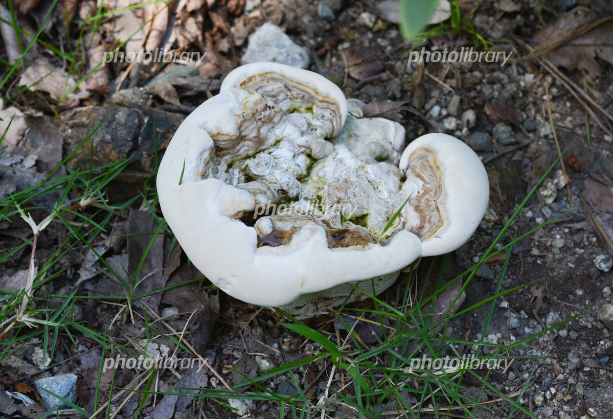 若いコフキサルノコシカケ 写真素材 [6825050] - フォトライブラリー