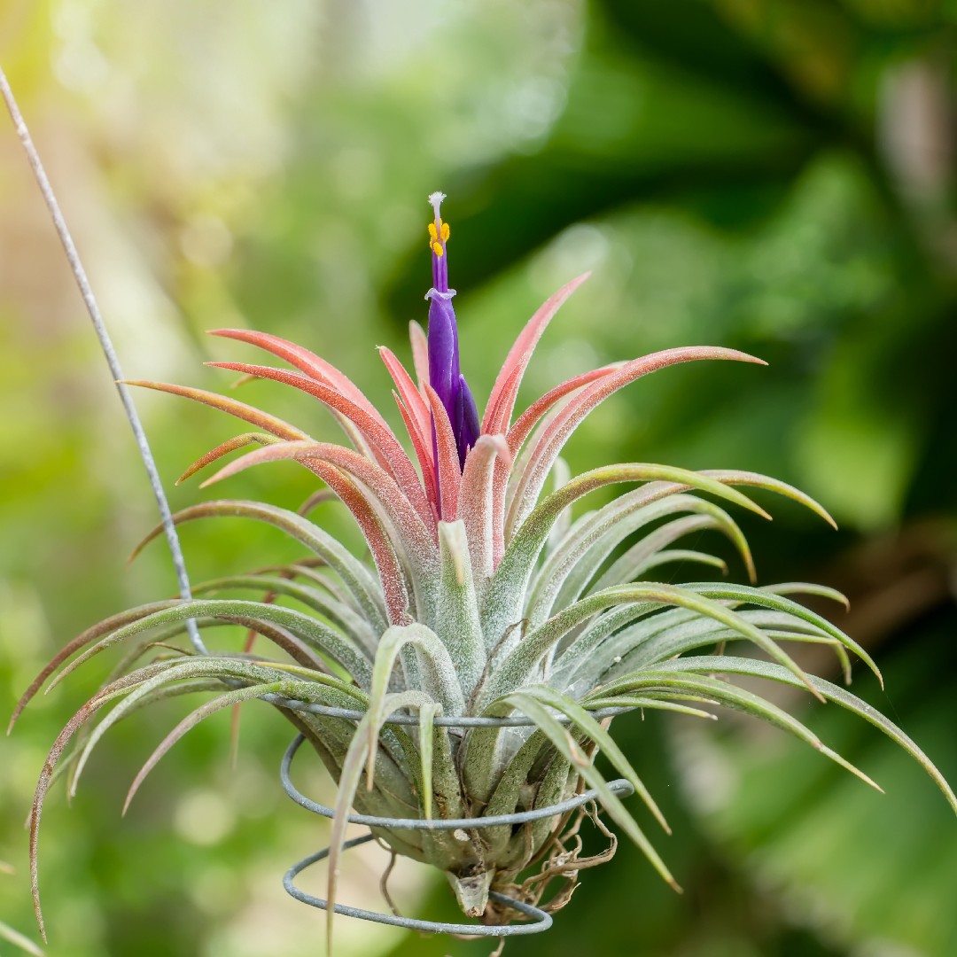チランジア・イオナンタの判定方法 (Tillandsia ionantha)
