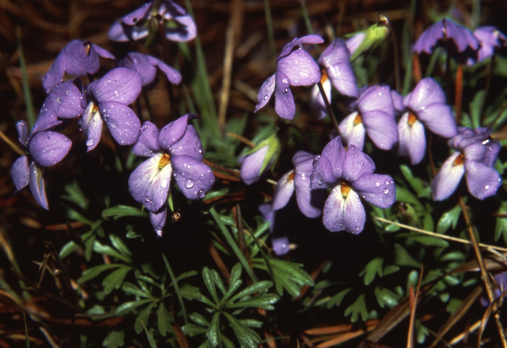 Spring in the Pine Barrens -