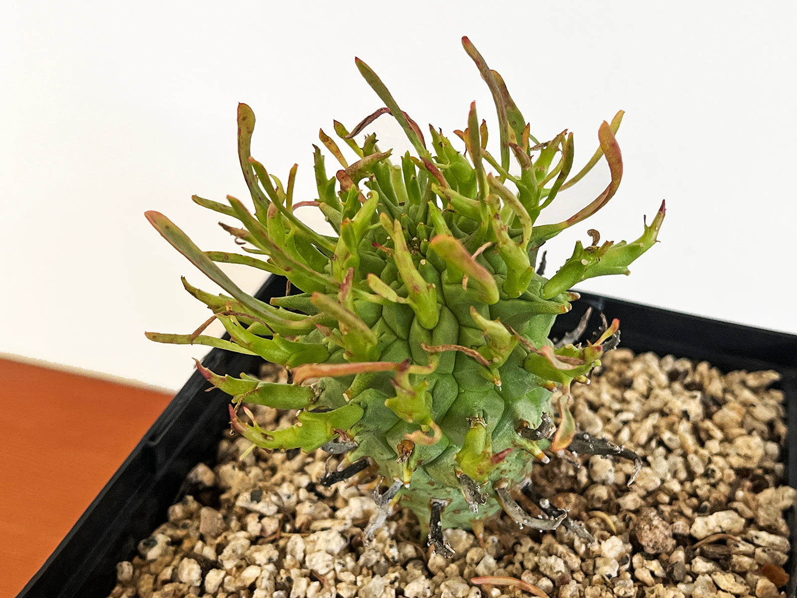 Euphorbia schoenlandii – Public Land Store