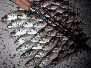 ERADICATOR Ajing Custom (エラディケーター アジングカスタム