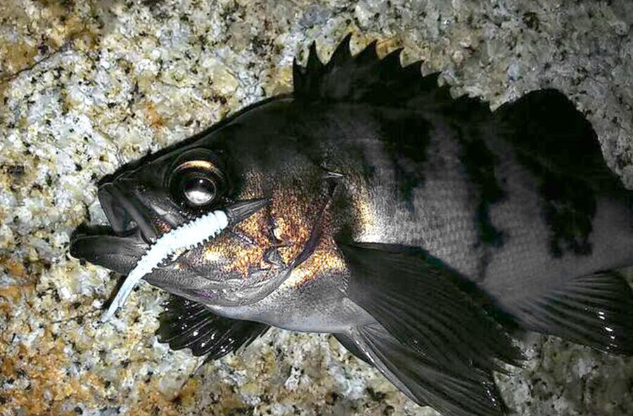 SaltyStyle Quad Concept (ソルティスタイル クアッドコンセプト