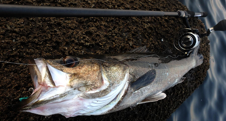 Eradicator Extreme (エラディケーターエクストリーム)｜AbuGarcia