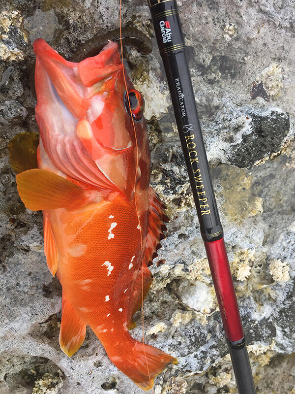 Eradicator Rocksweeper (エラディケーター ロックスイーパー