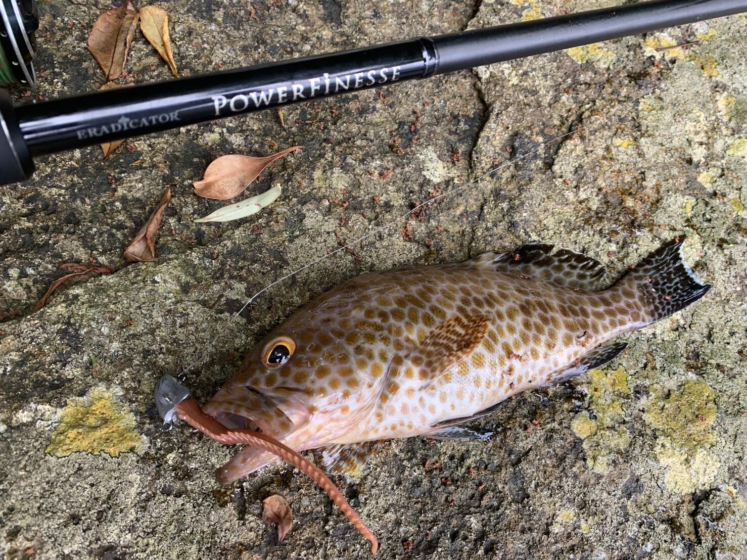 Eradicator Powerfinesse (エラディケーター パワーフィネス