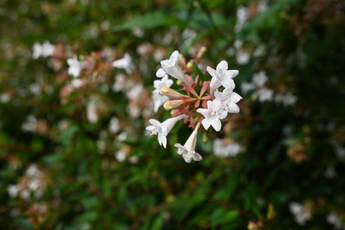 おすすめ情報 （令和7年7月4日）／京都府ホームページ