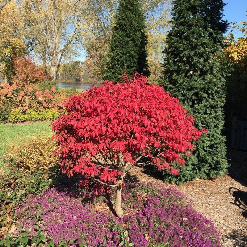 UNFORGETTABLE FIRE® Burning Bush - Proven Winners ColorChoice