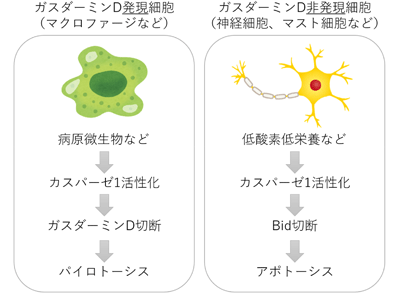 細胞自殺酵素カスパーゼ1が2種類の細胞死を使い分けるメカニズムを解明