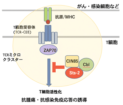 T細胞活性化を抑制する新たなシグナル経路を発見、がんや感染症治療の