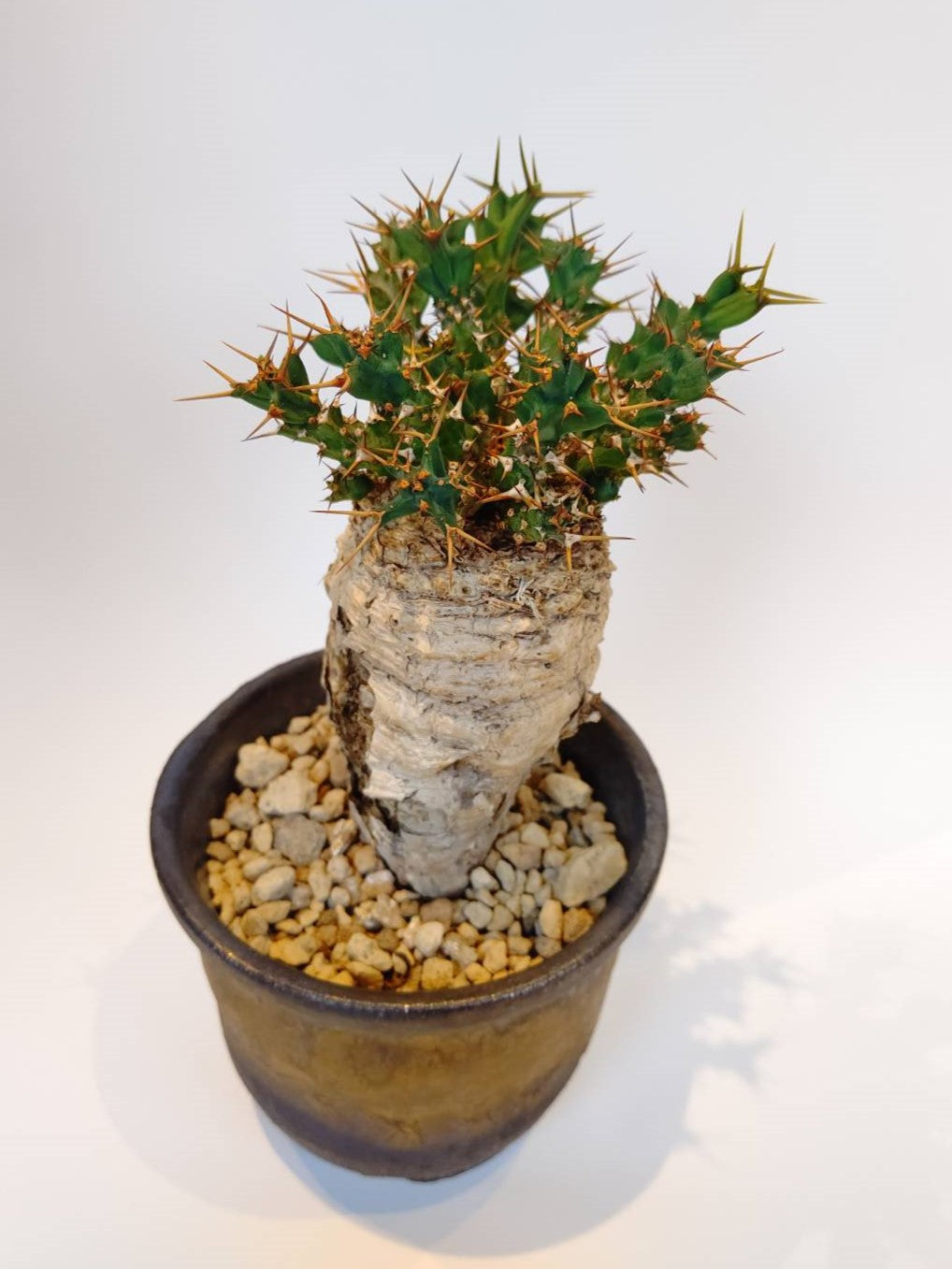 C-003】Euphorbia clavigera（ユーフォルビア クラビゲラ） – 福岡