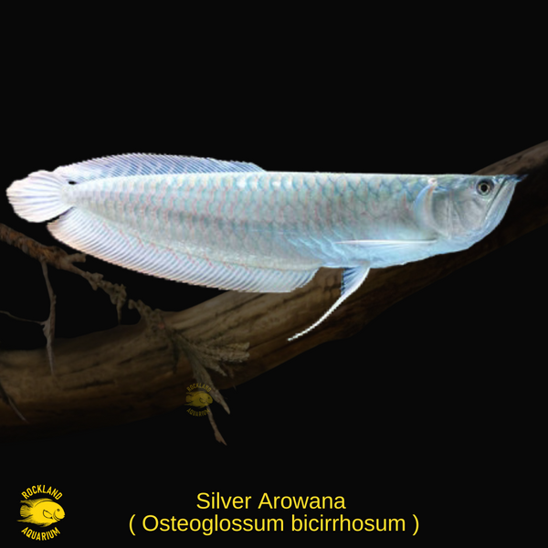 Silver Arowana - Osteoglossum bicirrhosum - Live Fish