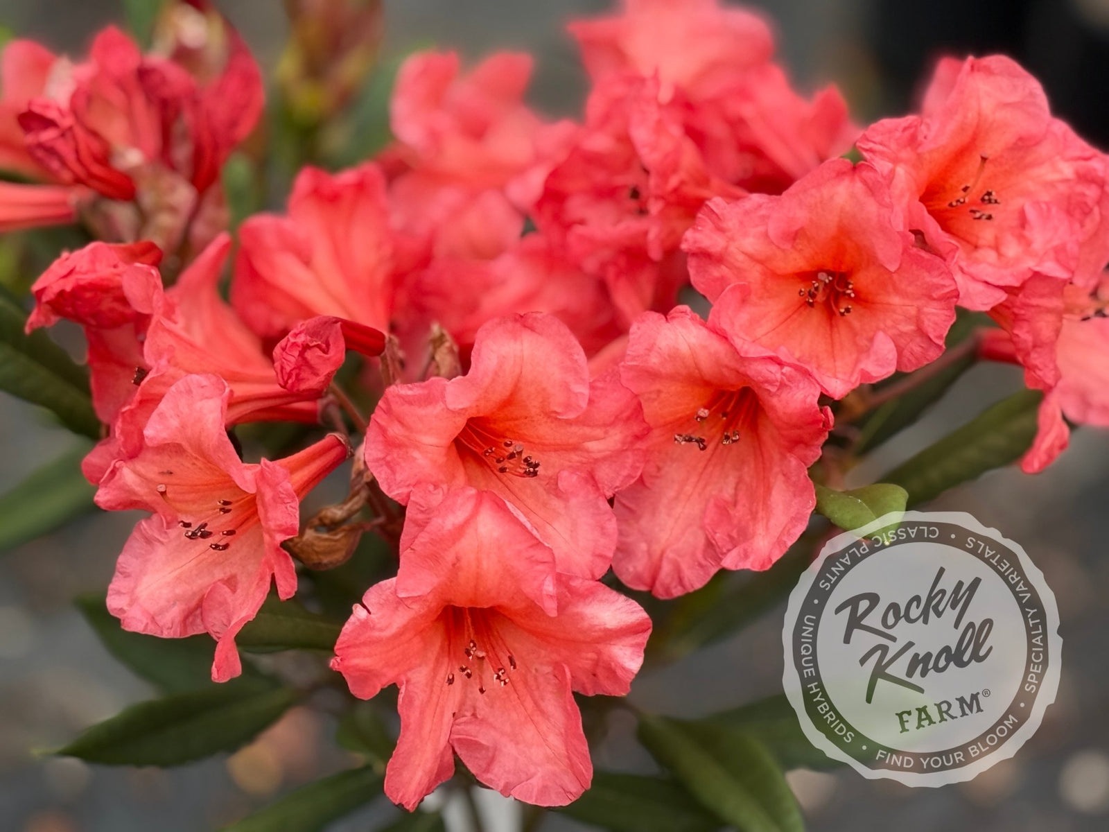 IMG_6675_1600x.jpg?v=1753220049