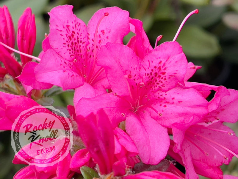 Ria Hardijzer - Rocky Knoll Farm