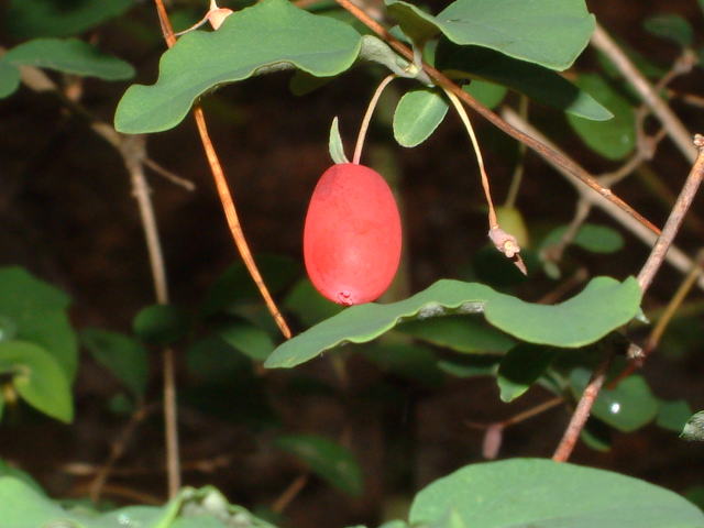 ヤマウグイスカグラ