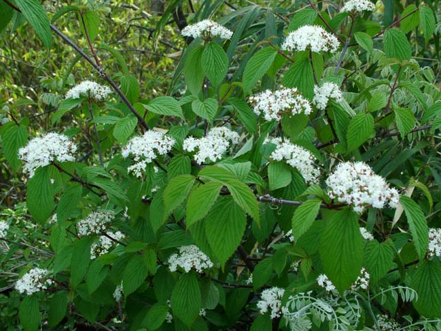 ミヤマガマズミ