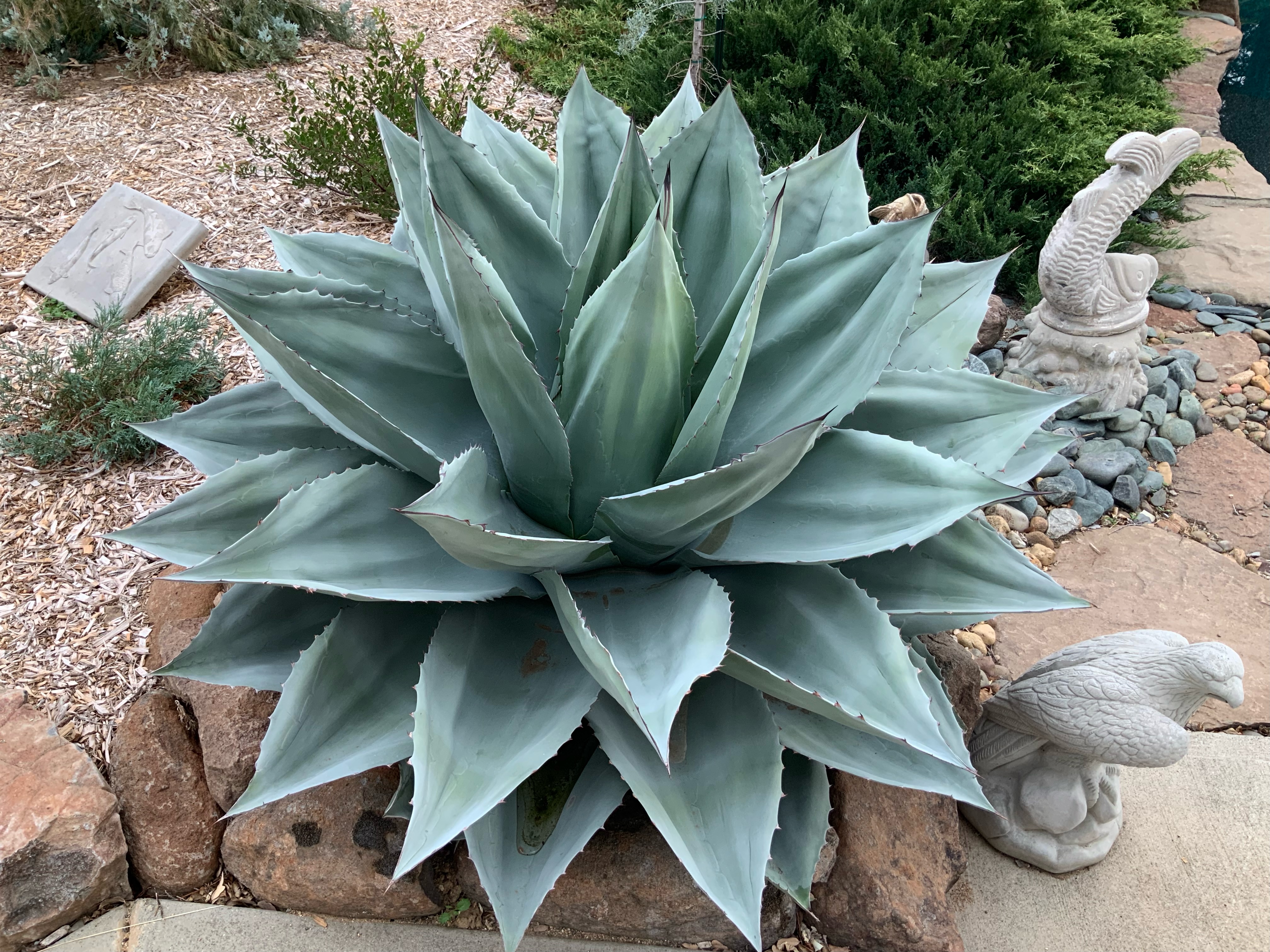 Ovatifolia, the hardy, geometric whale's tongue agave | Red Bluff